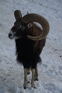 sheep, mouflon, winter, snow, winter fur, wintry, cold