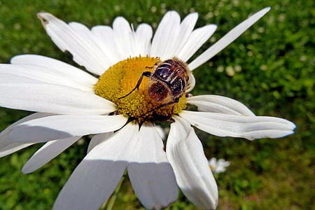 Daisy, vilde, blomst, bug, insekt, dyr, natur