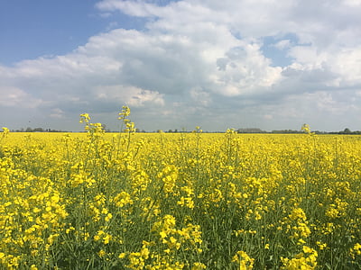 field of rapeseeds, northern germany, spring, field, plant, yellow, rare plant