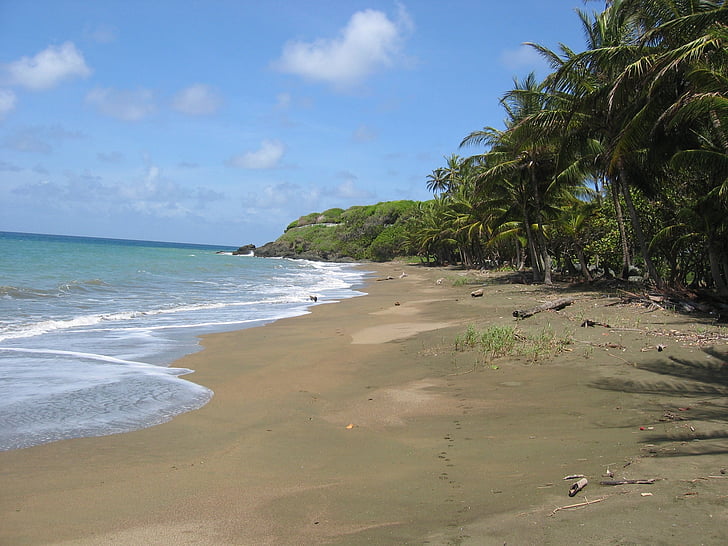 Карибський басейн, пляж, пальмові дерева, пісок, піщаним пляжем, самотня, море