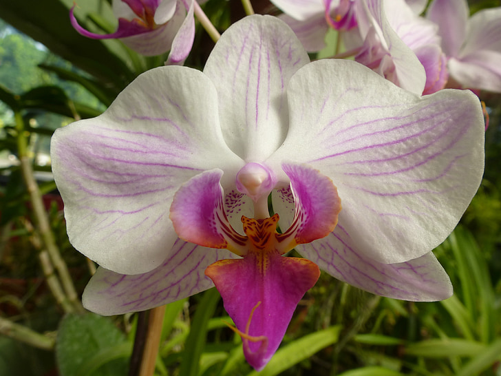 orchidea, rastlín, kvet, Srí lanka