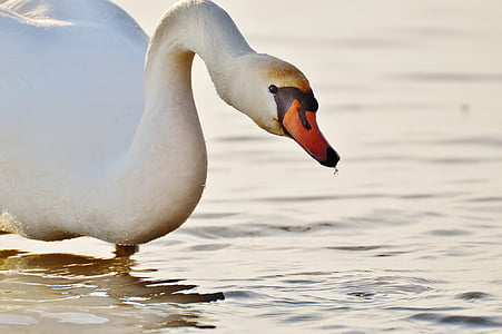 čajka, Swan, vody, Bodamské jazero, svet zvierat, jazero, vták