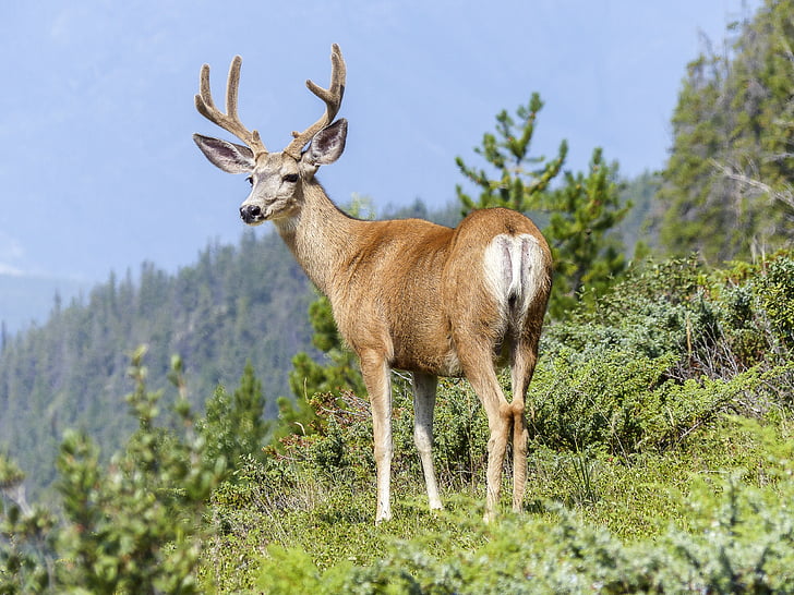 animal, antlers, buck, mountain, nature, wildlife