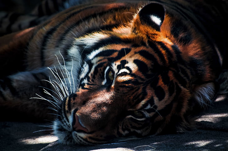 tiger, cat, animal, wildlife, carnivore, stripes, mammal