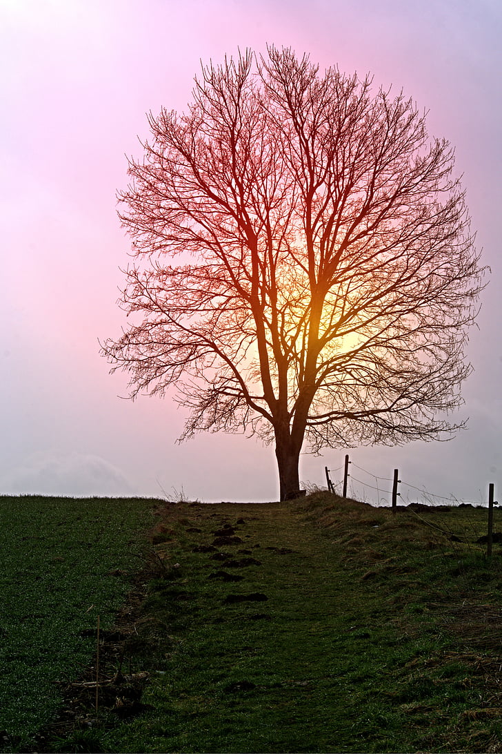 arbre, individualment, distància, sol, posta de sol, estat d'ànim, llum