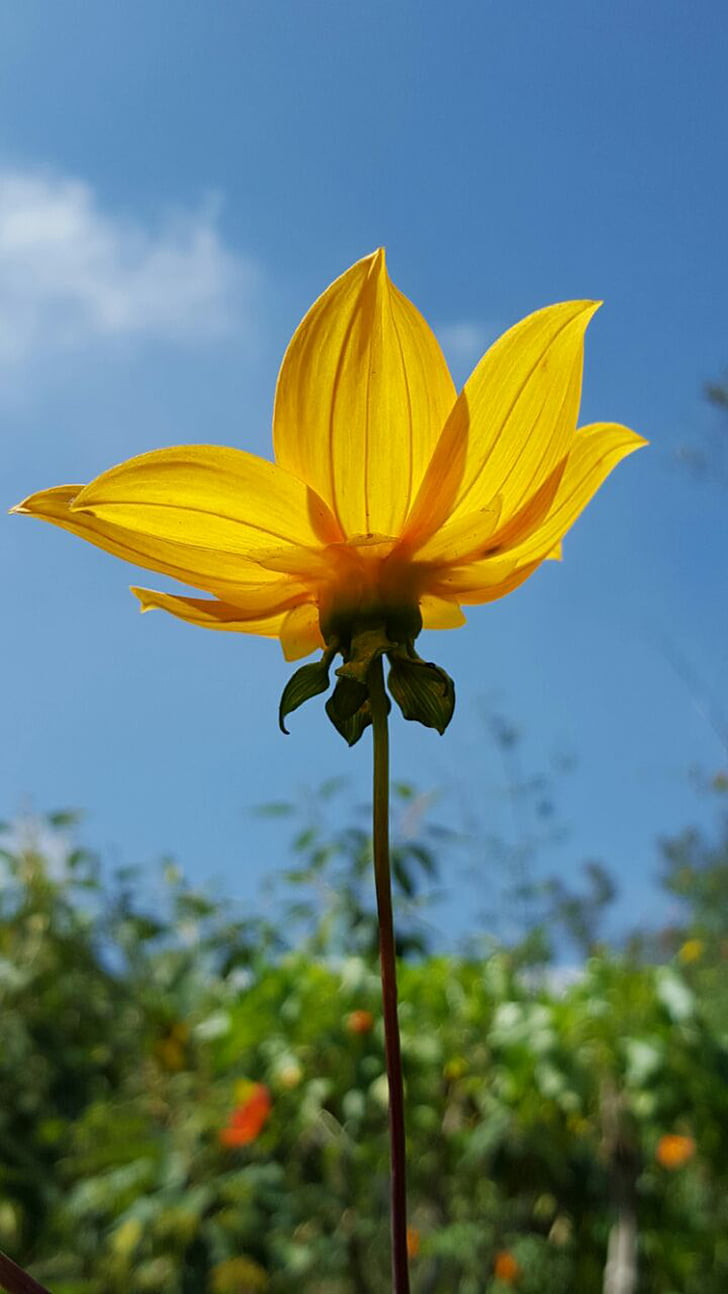 flowers, yellow flower, spring, against the light, sky, nature, yellow