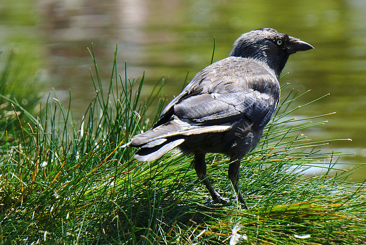 crow, grass, water, raven, pond, ornithology, animal