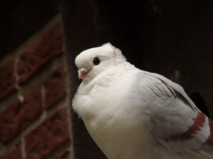 dove, bird, city pigeon, wall, nature, fluffed up, feather