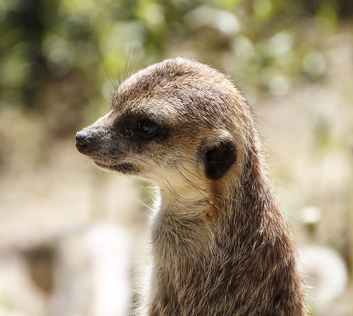 animals, meerkat, zoo