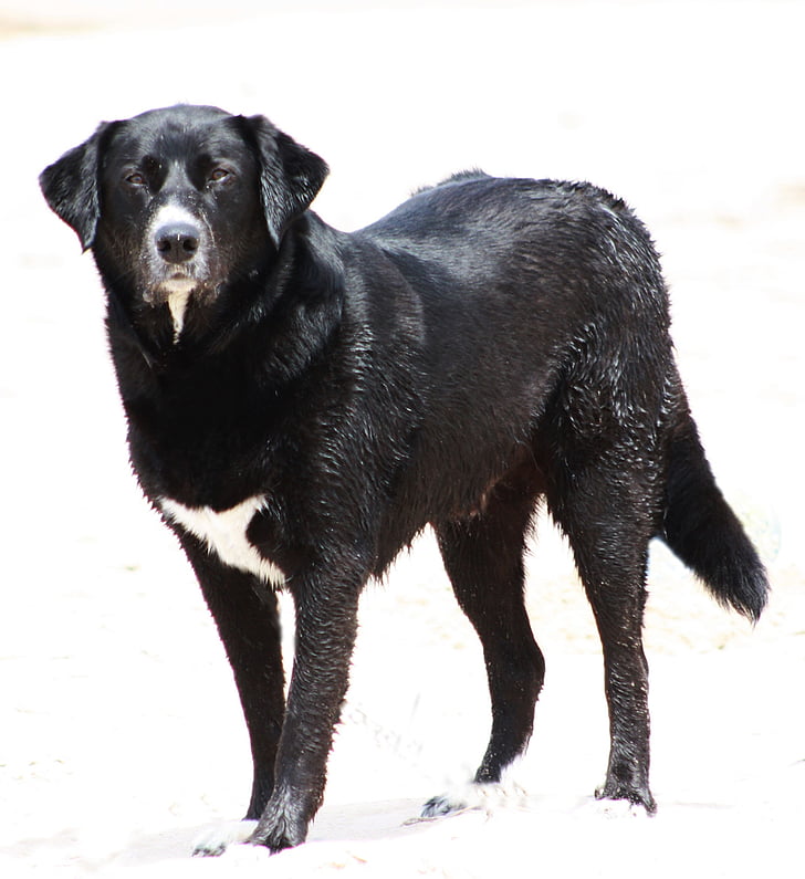 hond, water, dier, zomer, zwemmen, zwart, huisdier