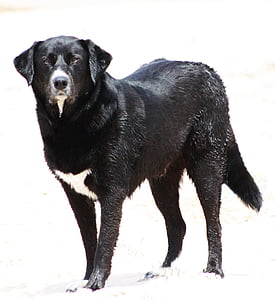 pes, voda, zvíře, léto, plavání, černá, domácí zvíře
