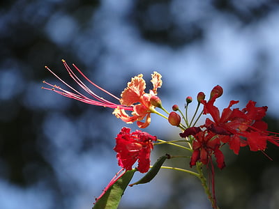 květ, Flamboyant strom, strom, Brazílie, Příroda, červené květy, květiny