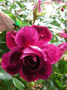 slējās, tumši rozā, tumši rozā roze, rozes, sārtas rozes, ziedēšana, puķe