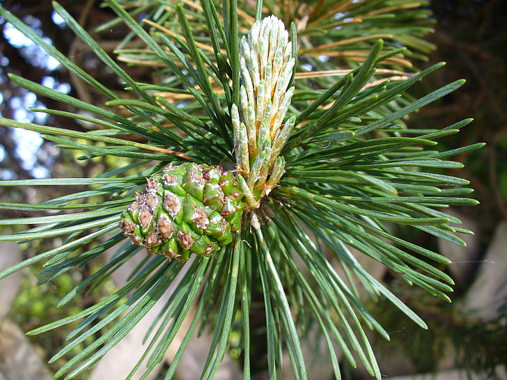 pine, engine, foliation, needles, pine needles, conifer, tree