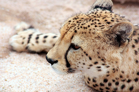 sepatu cheetah, hewan, alam, liar, fauna, Safari, panas