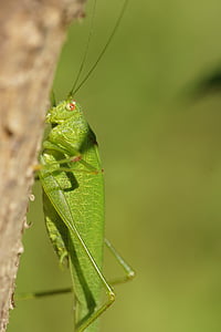 kobylka, hmyz, zelená, Příroda