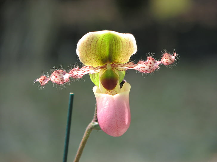 Orchid, kwiaty, pantofel kwiat