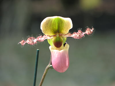 orquídea, flores, chinelo flor