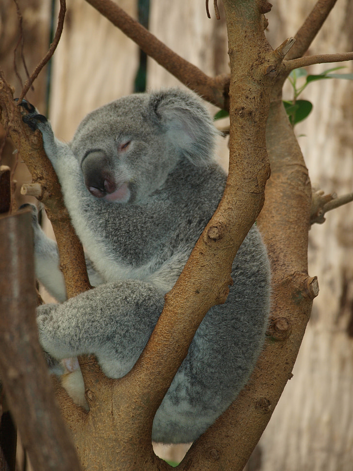 con gấu Koala, gấu bông, gấu, Dễ thương, sở thú, Koala, loài thú có túi