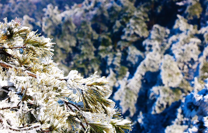 śnieg, Drzewo sosny, ziarna