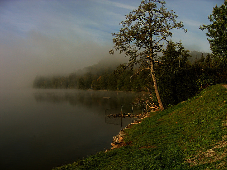 Černý les, jezero, Titisee, Německo, atmosféra, stromy, obrázek