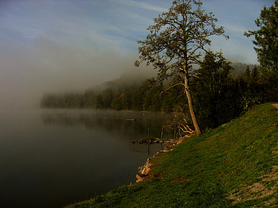 Fekete-erdő, tó, Titisee, Németország, légkör, fák, kép