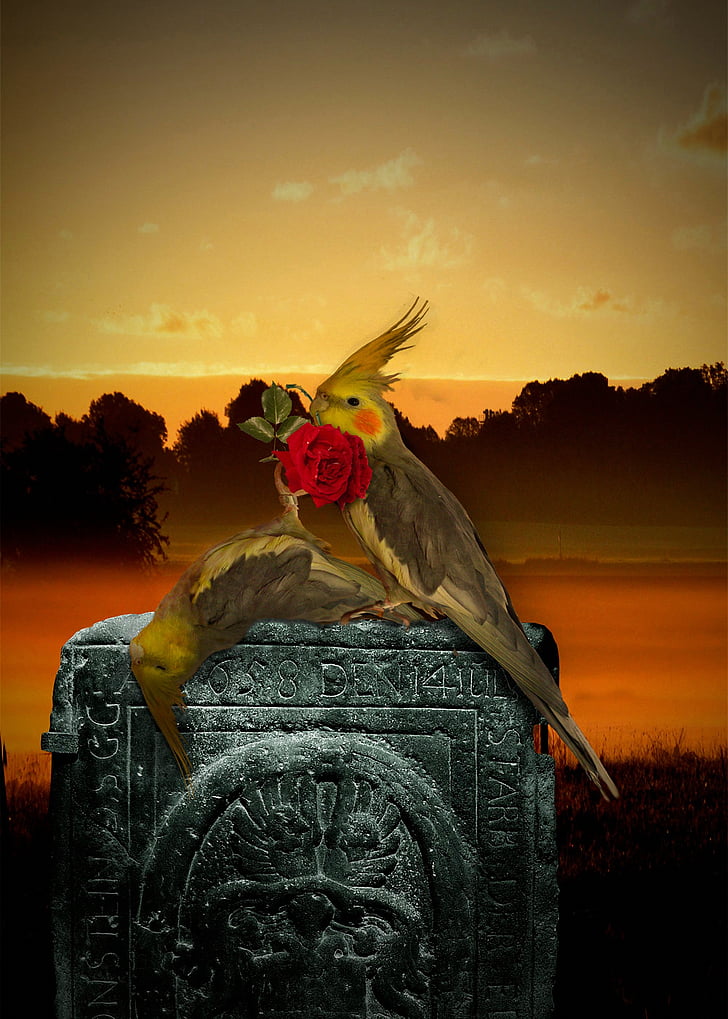 lind, surma, suri, kalmistu, tulistada, surnud papagoi, surnud