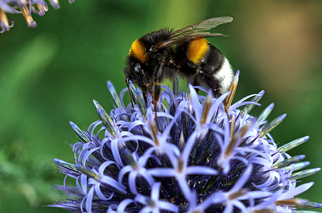 bee, globe thistle, nature, macro, pollination, insect, flower