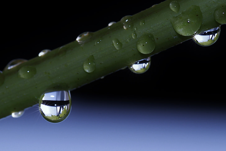 drip, raindrop, drop of water, beaded, close, nature, water