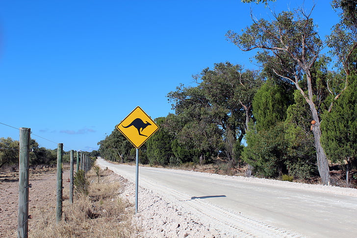australia, kangaroo, road, shield, street sign, warning, nature