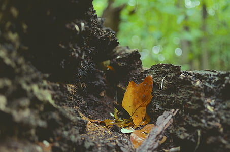叶子, 秋天, 地面, 森林, 木材, 树, 户外