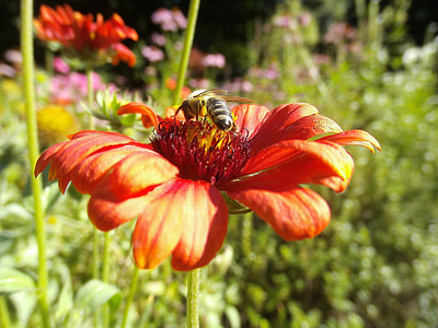 méh, beporzó, rovar, virág, Dahlia, bug, beporzás