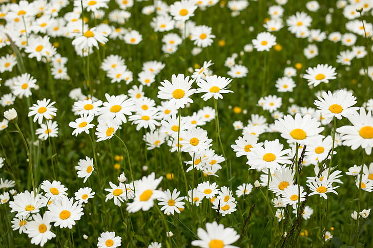 Hoa cúc, Meadow, trắng, Hoa hoang dã, nở hoa, mùa hè, Stengel