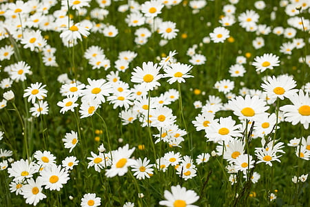daisies, meadow, white, wild flowers, bloom, summer, stengel