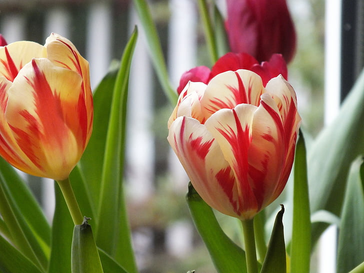 tulipas, flores, Primavera, Cor, tulpenbluete