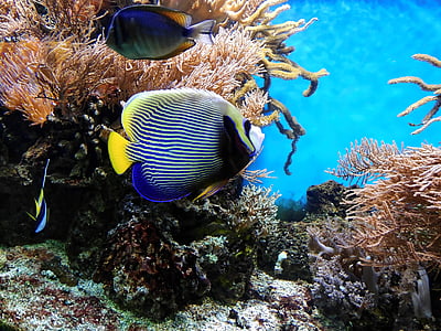 coral, fish, underwater, aquarium, water, ornamental fish, exotic