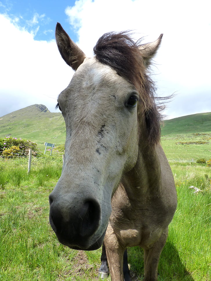pony Connemara, Pony, cavallo, animale, criniera, testa di cavallo, curioso