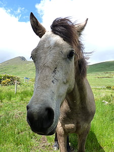 Connemara pony, Pony, kůň, zvíře, hříva, koňské hlavy, zvědavý