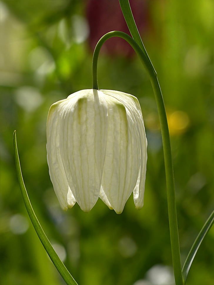 flower, chequered, fritillaria meleagris, white, spring, green color, close-up
