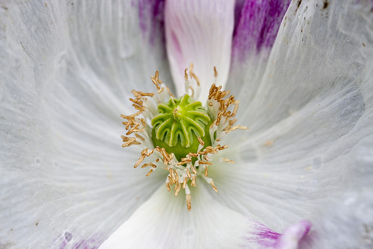 fiore, Riepilogo, Close-up, macro, Dettagli, petali di, centro