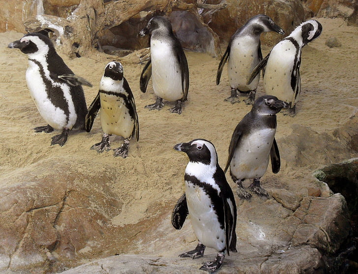 penguin, birds, wildlife, africa, cape, fauna, animal