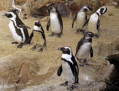 pingüí, ocells, vida silvestre, Àfrica, ciutat cap, fauna, animal
