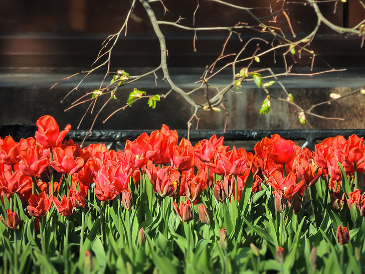 tulipány, jaro, květiny, Příroda, červená, léto, jarní květiny