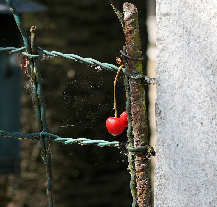 cherry, fence, red