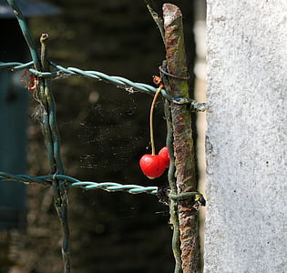 ciliegia, recinzione, rosso