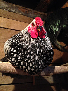 rooster, chicken, wyandotte, farm, poultry, animal, cockerel