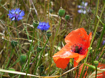 klatschmohn, poppy, red, blue, grass, colorful, summer meadow