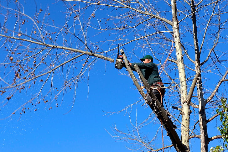 koks, Mežstrādnieks, Chainsaw, atzarošanas, apgriešana, ciršanu, darba ņēmējs