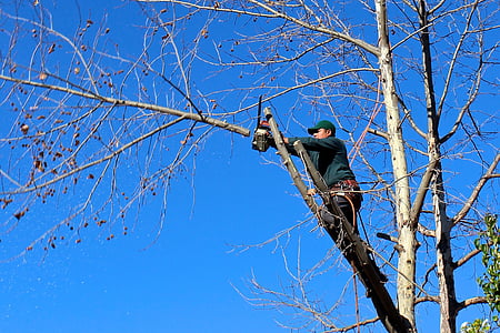 tree, woodcutter, chainsaw, pruning, trimming, felling, worker
