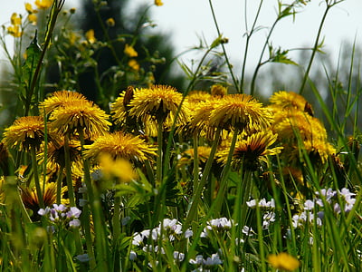 dandelion, meadow, grass, pointed flower, nature, yellow, flower